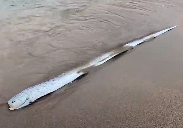 リュウグウノツカイと地震の関係