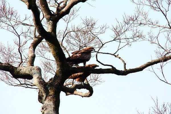 トンビ(鳶)の子供の産まれる時期