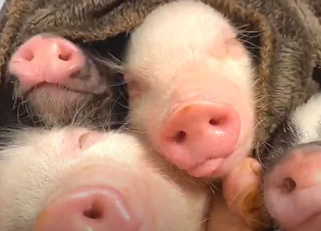 マイクロブタの購入もできる