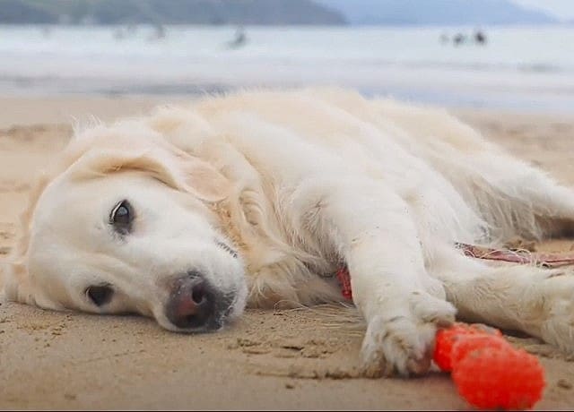 浜辺で寝そべる犬