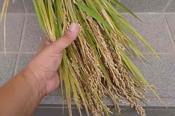 稲刈り時期の見極め方