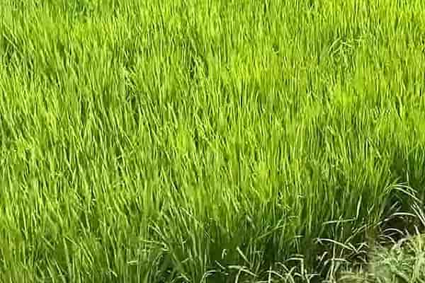 稲の色での見極め方