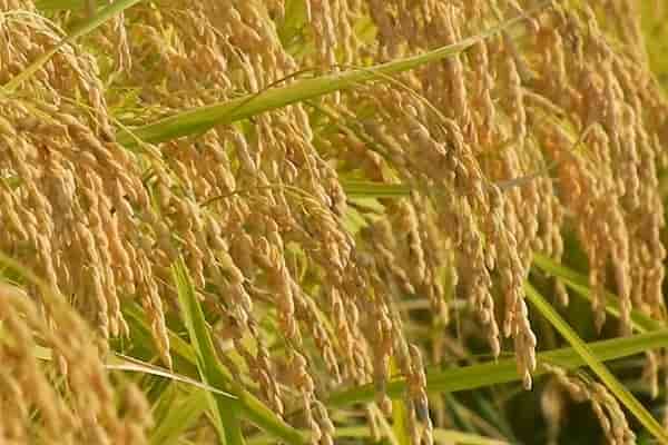 稲刈り時期の見極め方