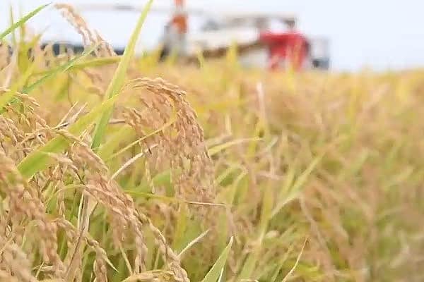 早稲は暦でいう初秋