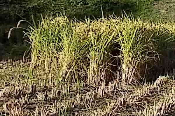 ササニシキの稲刈り