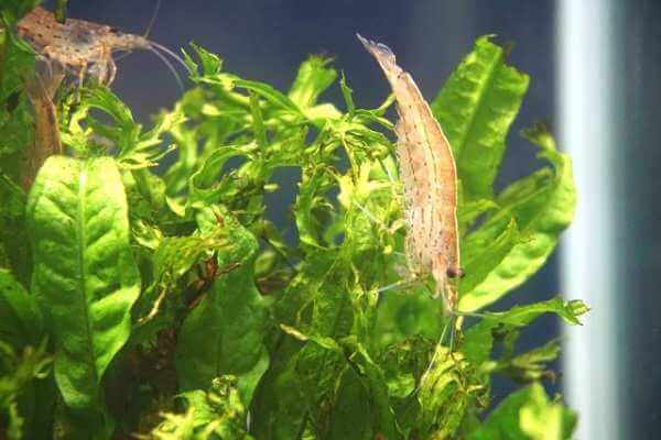 ヌマエビの画像