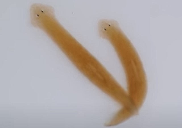 プラナリアの駆除