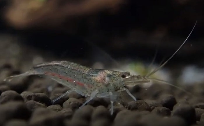 画像 川エビの種類や見分け方と生態 淡水と海水に棲む仲間の違いは何 井戸端会議 画像 川エビの種類や見分け方と生態 淡水と海水に棲む仲間の違いは何 井戸端会議