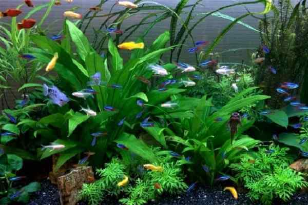 プラナリアの駆除 塩で退治する方法 生命力や寿命と発生原因も調べてみた 井戸端会議 プラナリアの駆除 塩で退治する方法 生命力や寿命と発生原因も調べてみた 井戸端会議