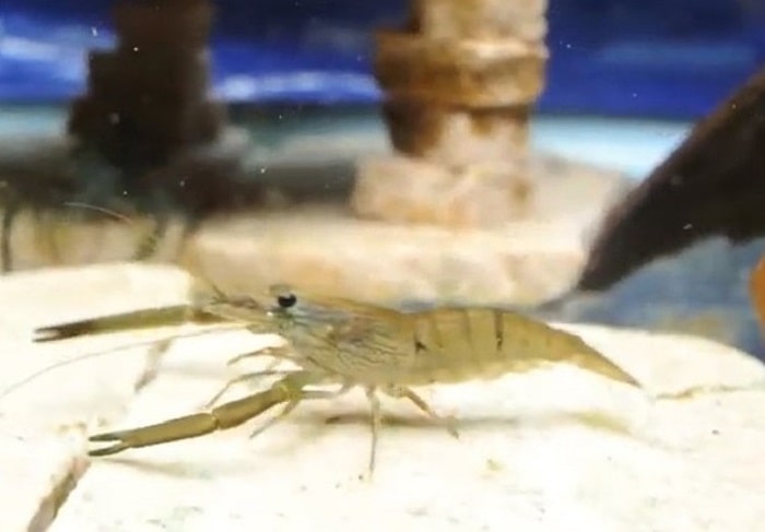 ヒラテテナガエビの画像