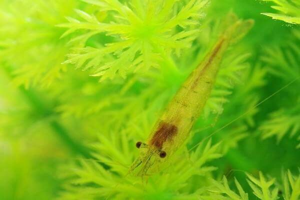 ミナミヌマエビが白くなる原因 病気の場合は伝染する 治し方も調べてみた 井戸端会議 ミナミヌマエビが白くなる原因 病気の場合は伝染する 治し方も調べてみた 井戸端会議
