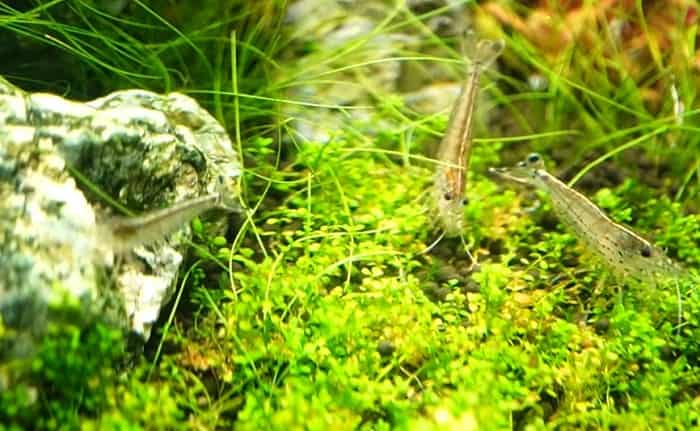 ヤマトヌマエビの画像