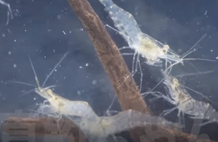 スジエビの画像