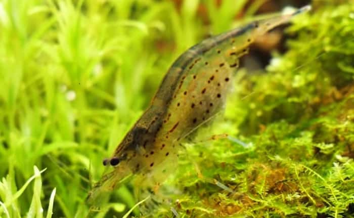 画像 川エビの種類や見分け方と生態 淡水と海水に棲む仲間の違いは何 井戸端会議 画像 川エビの種類や見分け方と生態 淡水と海水に棲む仲間の違いは何 井戸端会議