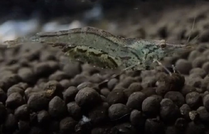 ミゾレヌマエビの画像