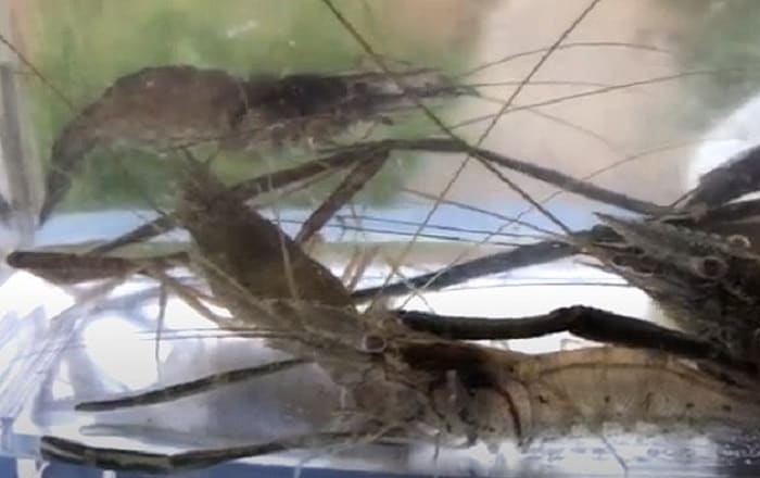 テナガエビの画像