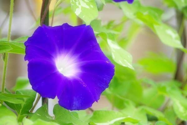 プランターの朝顔 アサガオ の育て方 種まきや水やりと肥料も解説 井戸端会議 プランターの朝顔 アサガオ の育て方 種まきや水やりと肥料も解説 井戸端会議