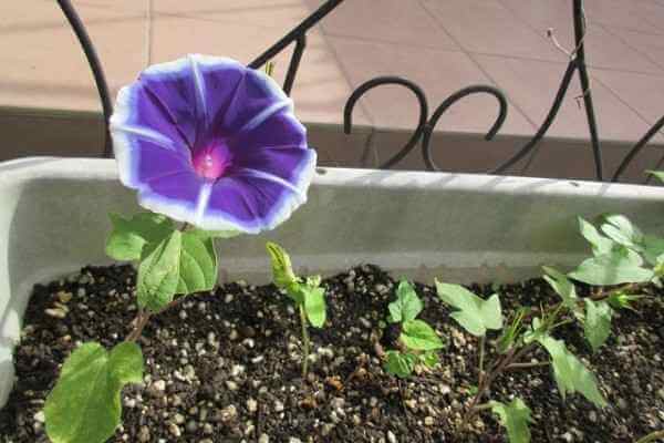 プランターの朝顔 アサガオ の育て方 種まきや水やりと肥料も解説 井戸端会議 プランターの朝顔 アサガオ の育て方 種まきや水やりと肥料も解説 井戸端会議