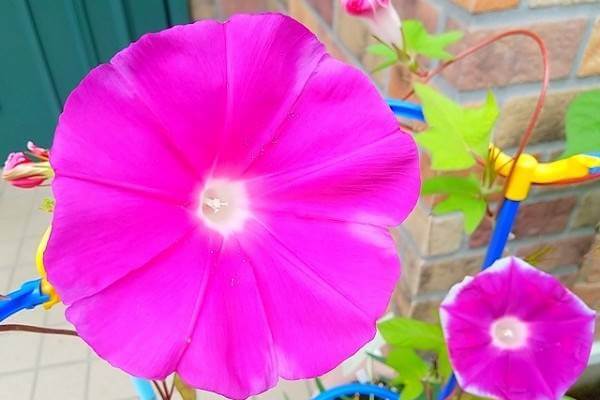 プランターの朝顔 アサガオ の育て方 種まきや水やりと肥料も解説 井戸端会議 プランターの朝顔 アサガオ の育て方 種まきや水やりと肥料も解説 井戸端会議