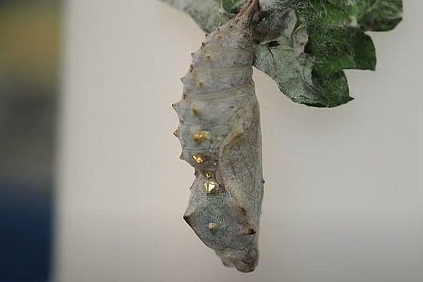 アカタテハのサナギの写真