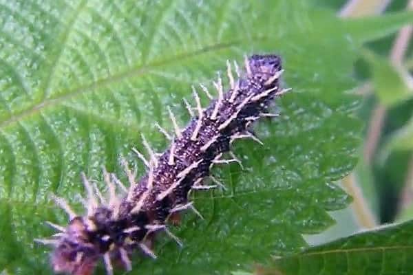 アカタテハの幼虫の写真