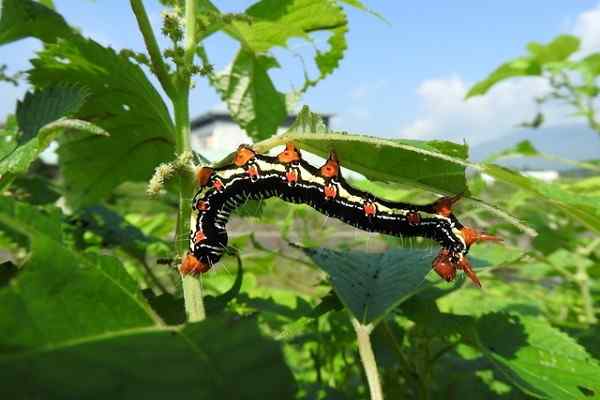 アカタテハの幼虫のエサとなる食べ物は何