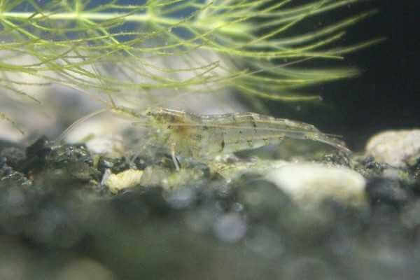 ミナミヌマエビが白くなる原因 病気の場合は伝染する 治し方も調べてみた 井戸端会議 ミナミヌマエビが白くなる原因 病気の場合は伝染する 治し方も調べてみた 井戸端会議