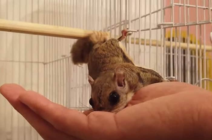 アメリカモモンガの一人暮らしの飼い方