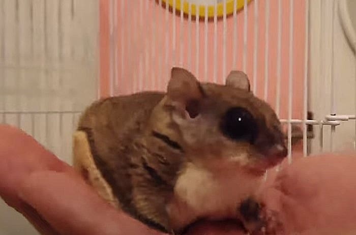 アメリカモモンガの飼い方
