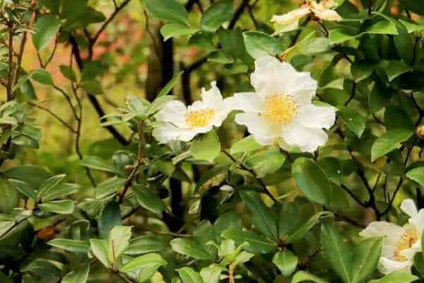 サザンカの枯れる原因は肥料のやり過ぎ