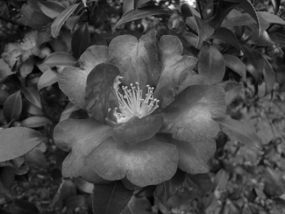 もち病でサザンカが枯れそうなときの復活方法