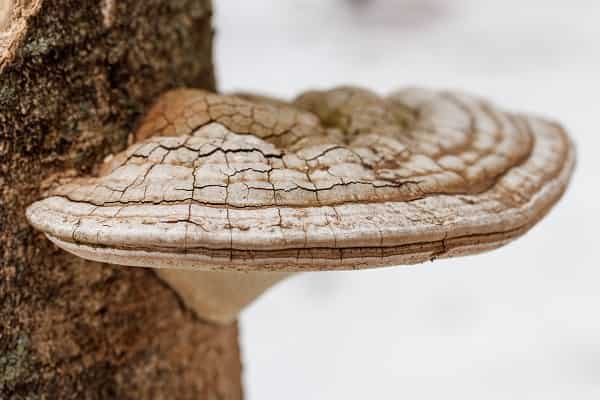 サルノコシカケの見分け方 採れる場所 時期 保存方法や食べ方は 井戸端会議 サルノコシカケの見分け方 採れる場所 時期 保存方法や食べ方は 井戸端会議
