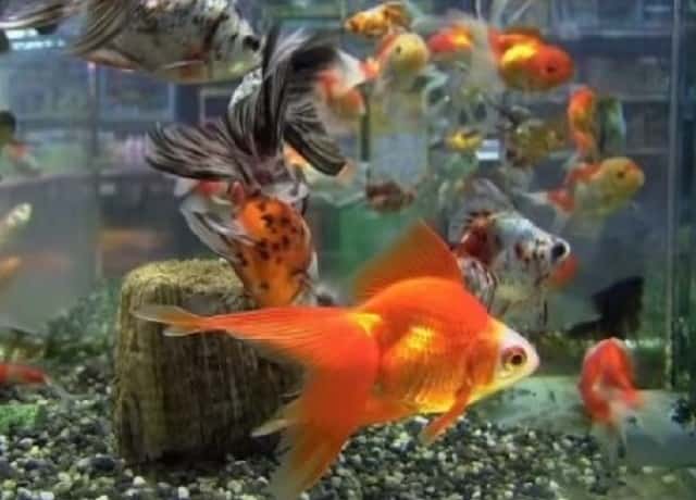 金魚はヒーターなしでも飼える