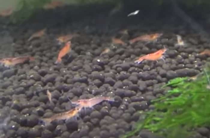 赤い色の原因の多くは正常な擬態