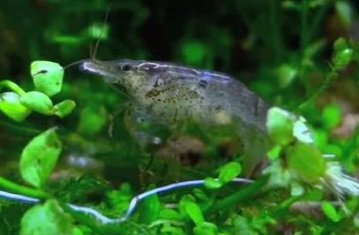 ミナミヌマエビが青に変わる原因 元の色に戻ることは その理由も調べてみた 井戸端会議 ミナミヌマエビが青に変わる原因 元の色に戻ることは その理由も調べてみた 井戸端会議