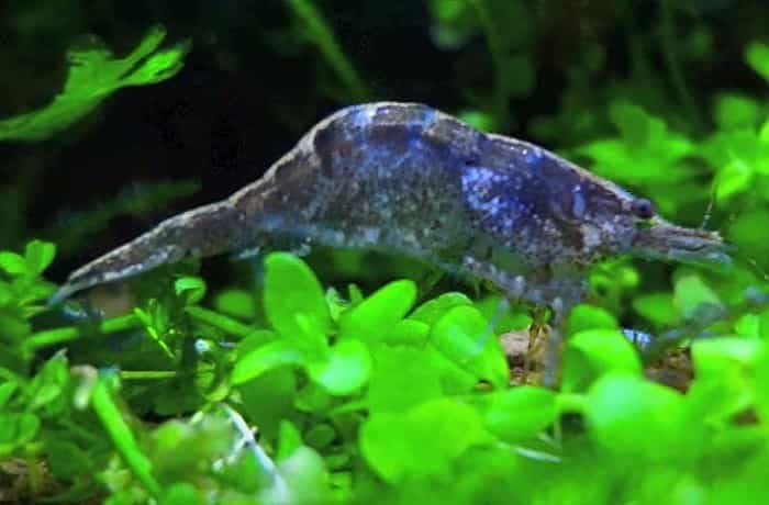 ミナミヌマエビが青に変わる原因 元の色に戻ることは その理由も調べてみた 井戸端会議 ミナミヌマエビが青に変わる原因 元の色に戻ることは その理由も調べてみた 井戸端会議