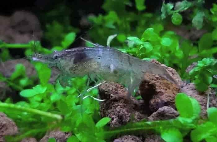 ミナミヌマエビが青に変わる原因 元の色に戻ることは その理由も調べてみた 井戸端会議 ミナミヌマエビが青に変わる原因 元の色に戻ることは その理由も調べてみた 井戸端会議