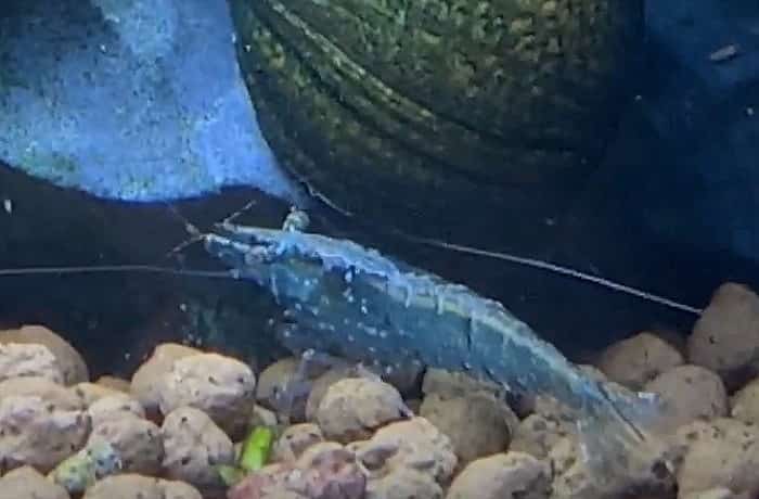 ミナミヌマエビが青に変わる原因 元の色に戻ることは その理由も調べてみた 井戸端会議 ミナミヌマエビが青に変わる原因 元の色に戻ることは その理由も調べてみた 井戸端会議