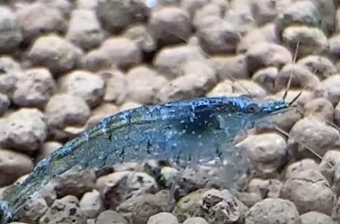 ミナミヌマエビが青に変わる原因 元の色に戻ることは その理由も調べてみた 井戸端会議 ミナミヌマエビが青に変わる原因 元の色に戻ることは その理由も調べてみた 井戸端会議