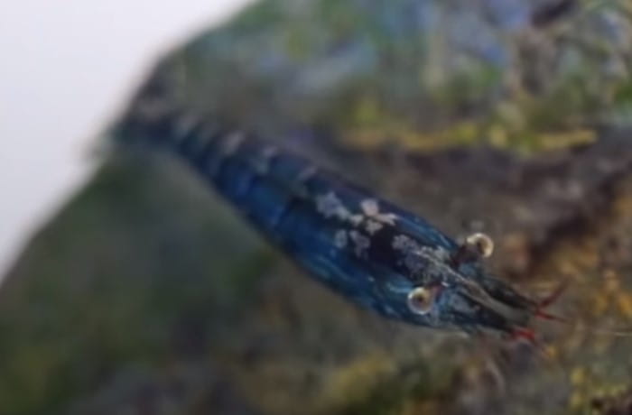 ミナミヌマエビが青い色になる理由