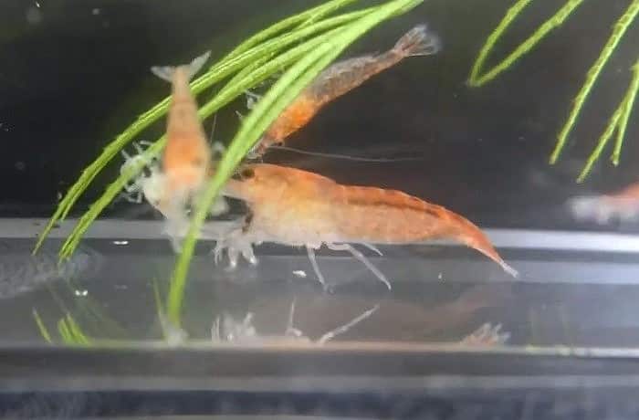 ミナミヌマエビが赤っぽい色に変わる原因 病気の場合の対策や治し方も調べてみた 井戸端会議