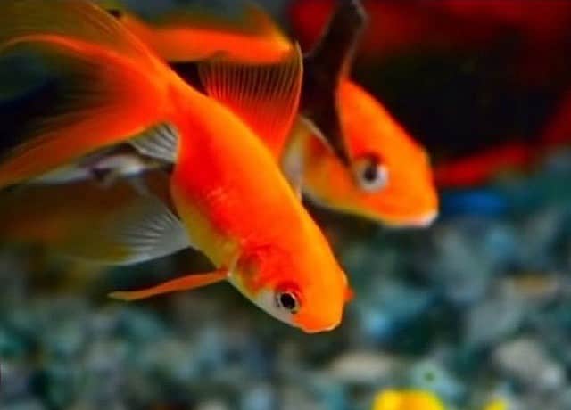 金魚をヒーターなしで飼えるか