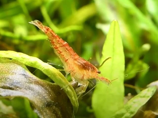 赤い色のミナミヌマエビ