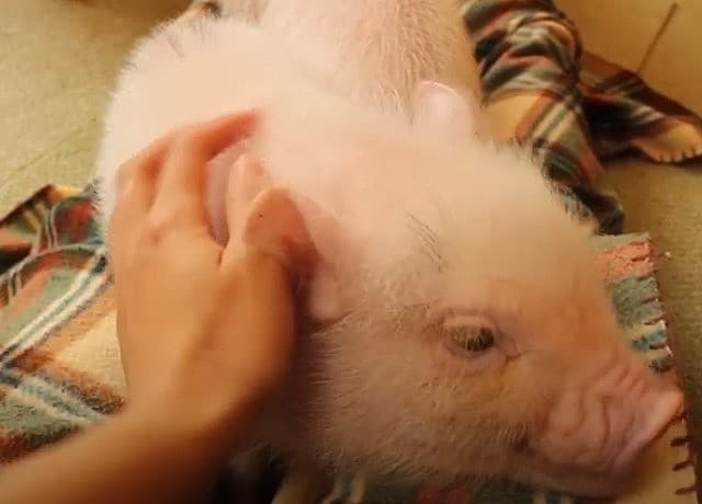 マイクロブタカフェは東京にもあるの