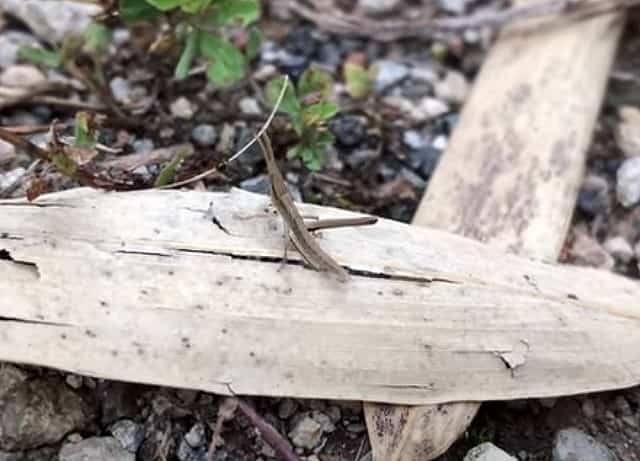 ショウリョウバッタの幼虫