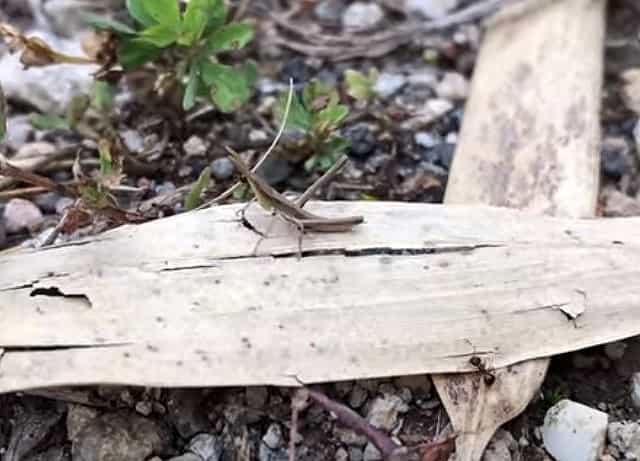 ショウリョウバッタの赤ちゃん