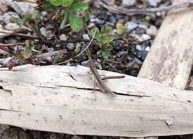 ショウリョウバッタが孵化する時期