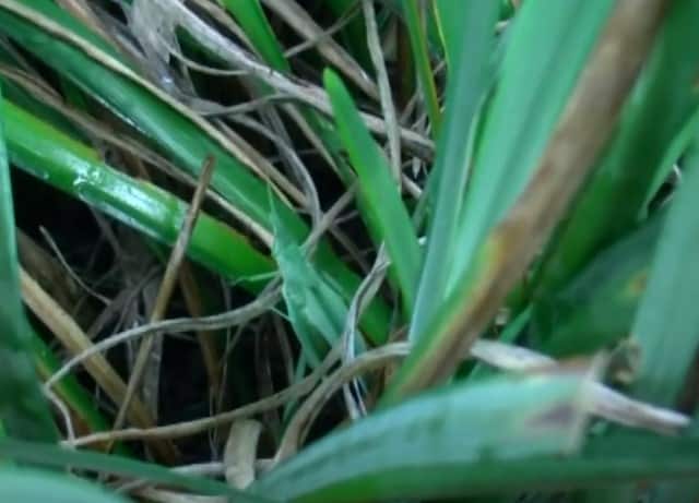 ショウリョウバッタの孵化する時期と梅雨の関係