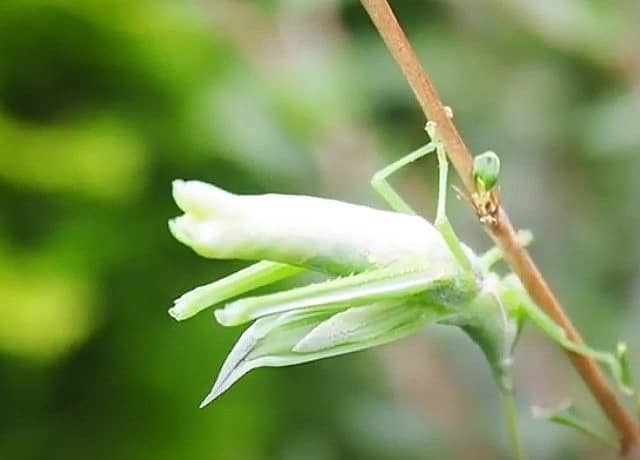 ショウリョウバッタ