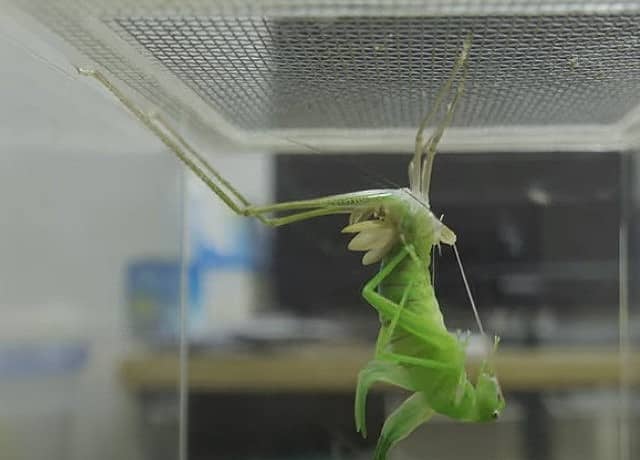 ヘリグロツユムシの脱皮